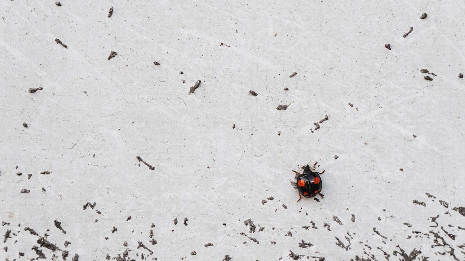 , Юрий Вертиков