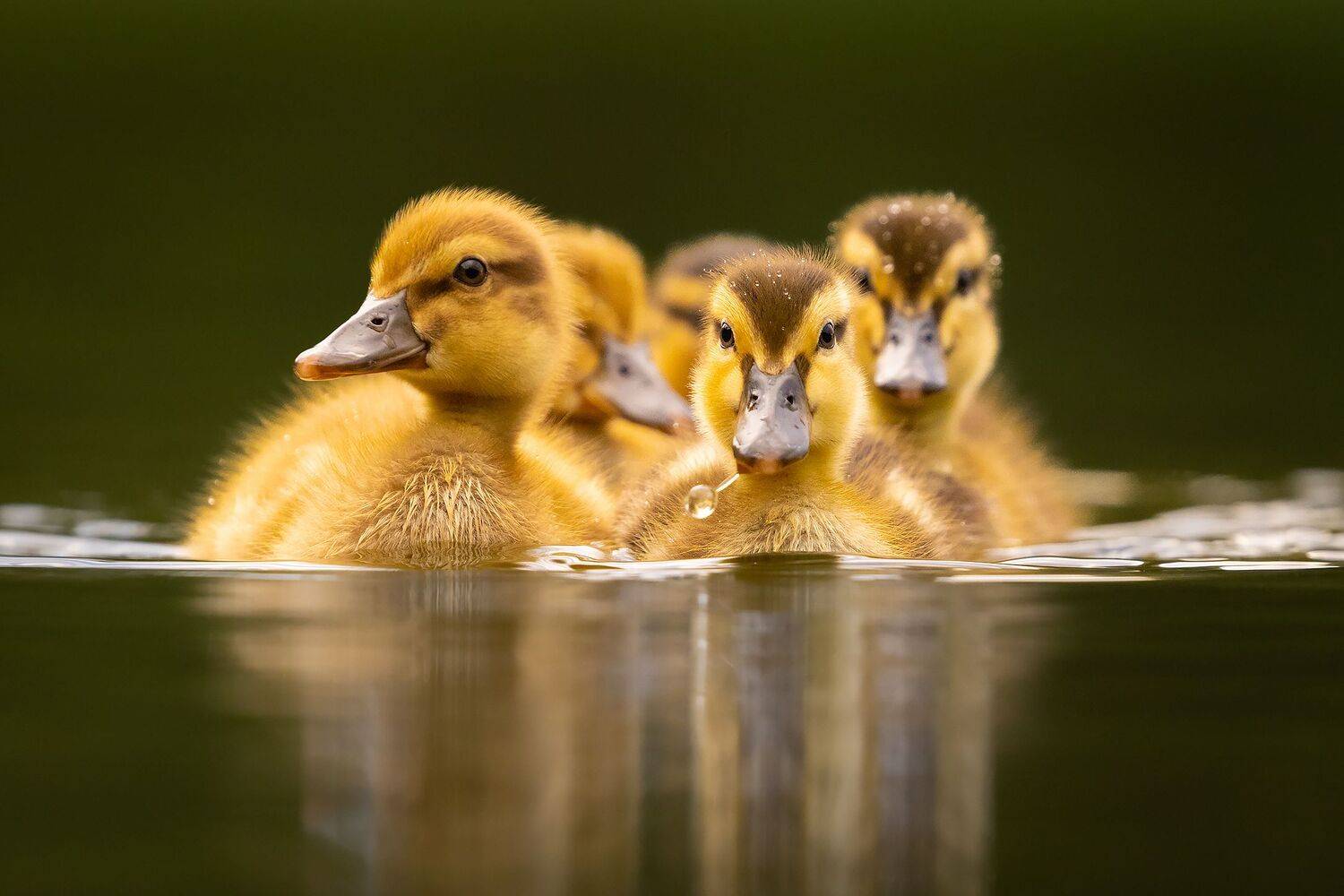 , Robert Adamec