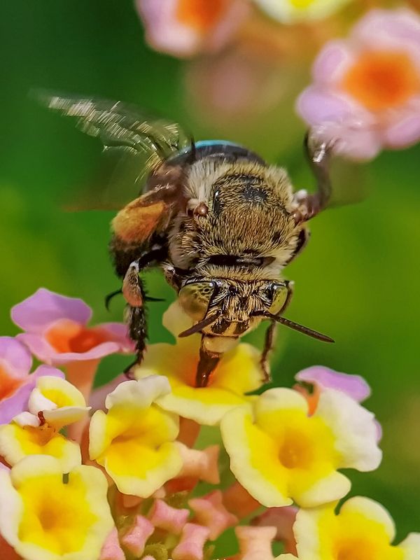 Mobile macro photography фото превью