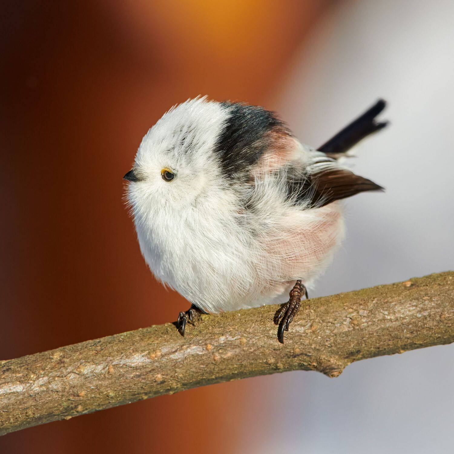 #bird #wildlife #nature #birdphotography, Александр Семенов