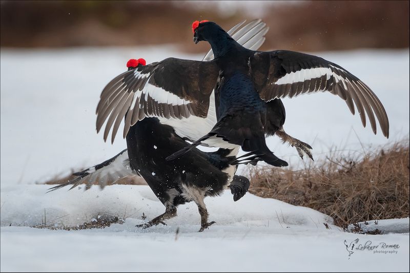 * * * фото превью