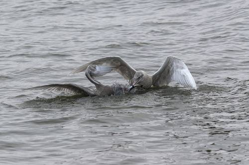 Битва за еду...