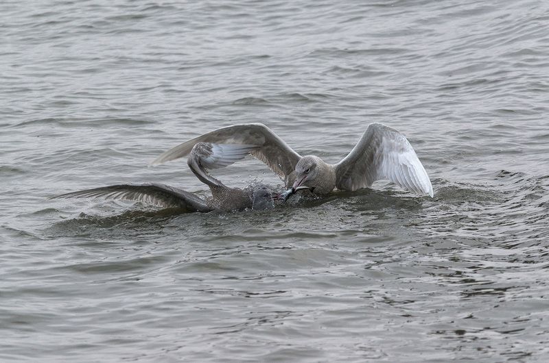 арктика, чукотка, чукотское море, птицы, чайки,бургомистры, драка... Битва за еду... фото превью