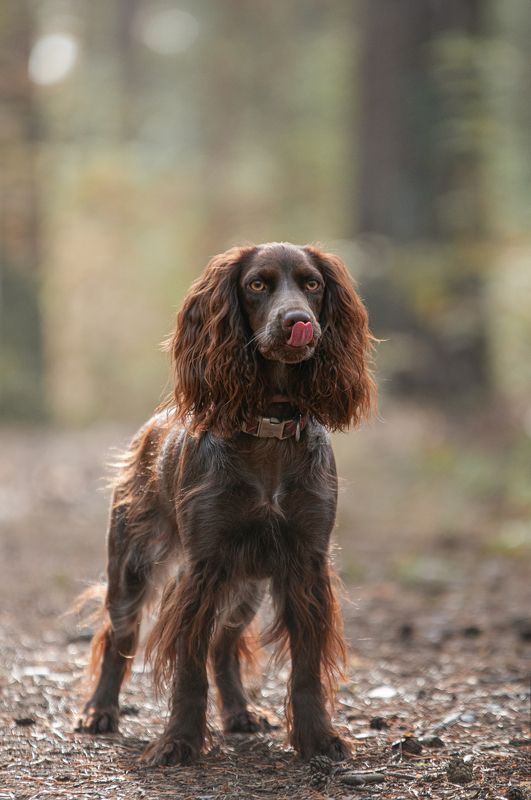 Айти фото превью