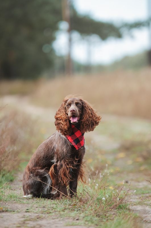 Айти фото превью