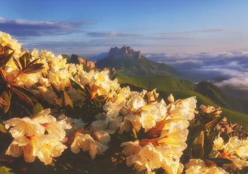 Рододендроны на Тхачах