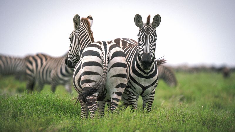 Animals Zebras Safari Africa Tanzania  Back to back фото превью