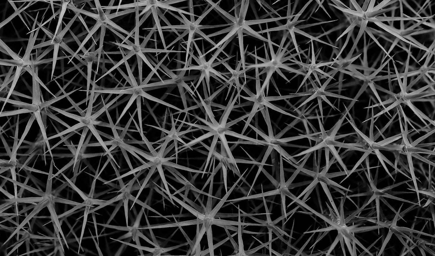 мох, Александр Зорин