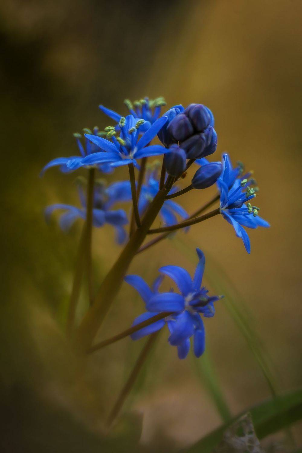 крым, весна, цветы,, Черкасов Сергей