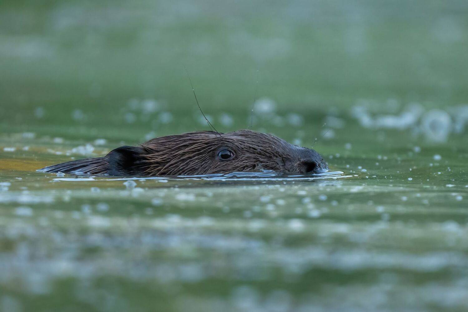, Дэм Константин