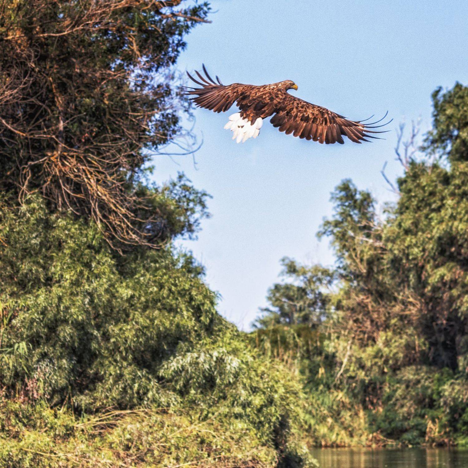 заповедник орлан, Анатолий Салтыков