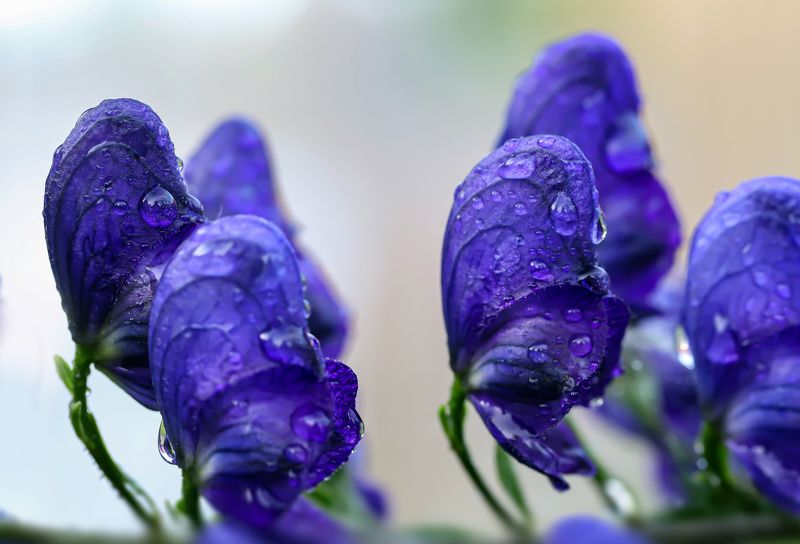 blue, decoration, garden, flowers, rain drop blue decoration garden flowers фото превью