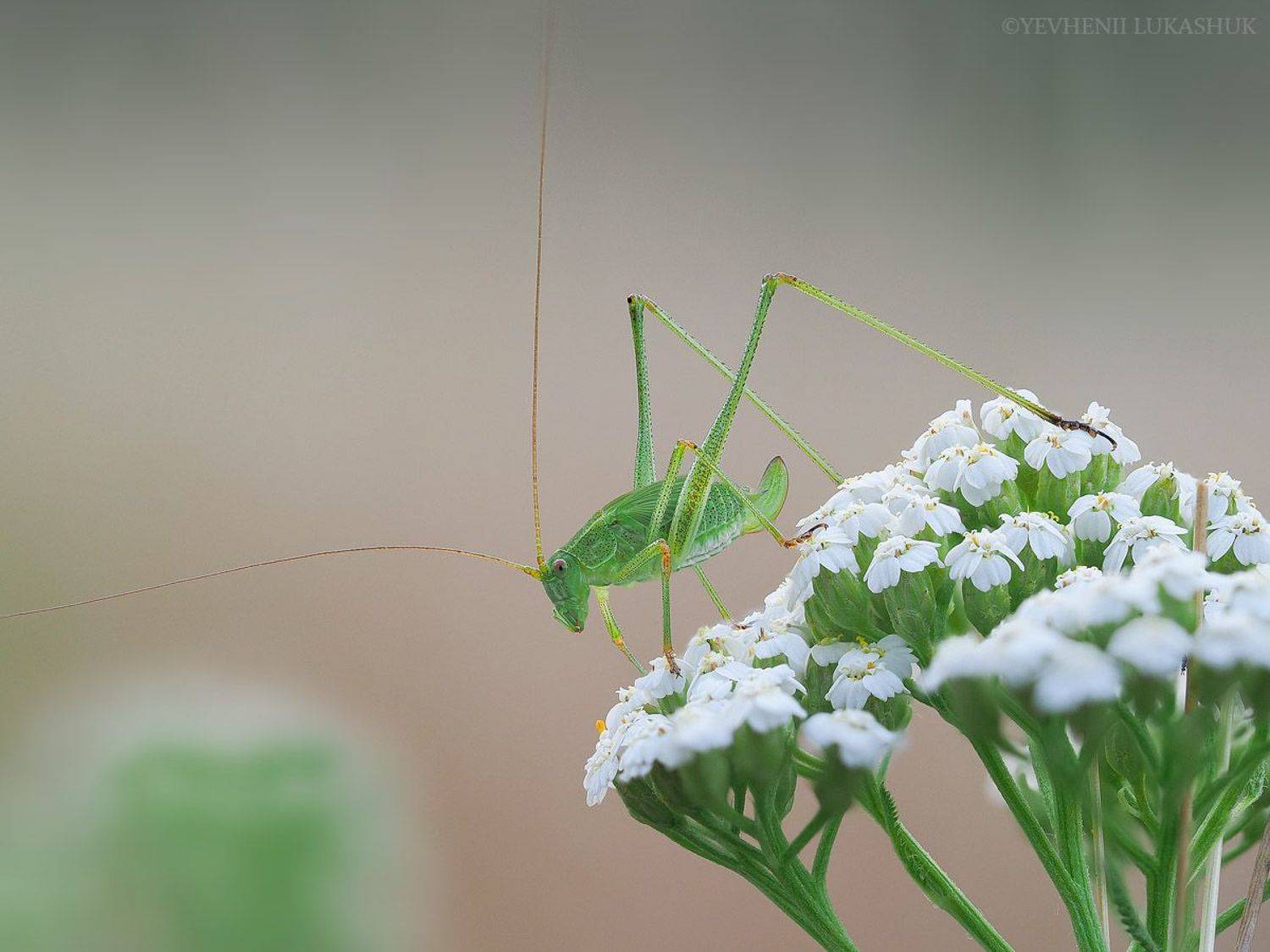 , Лукашук Евгений