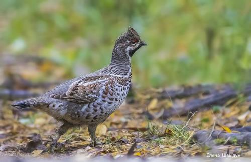 Hazel grouse