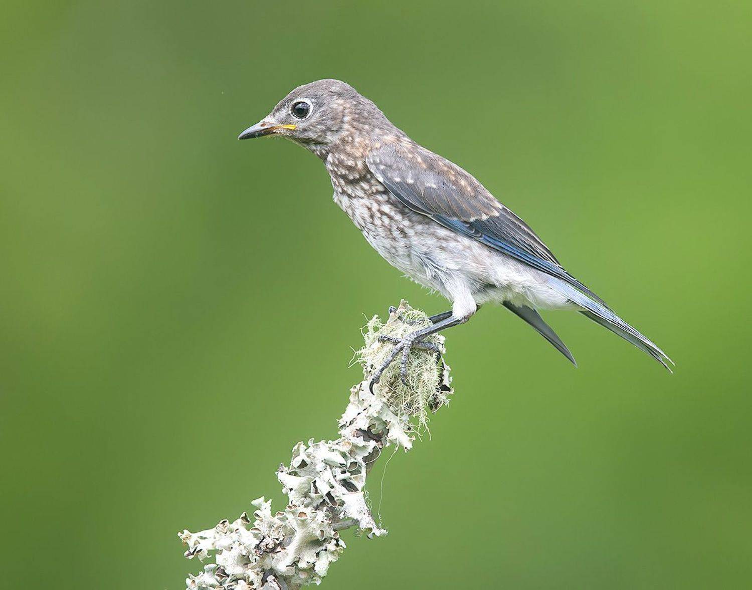 восточная сиалия, eastern bluebird,bluebird, Etkind Elizabeth