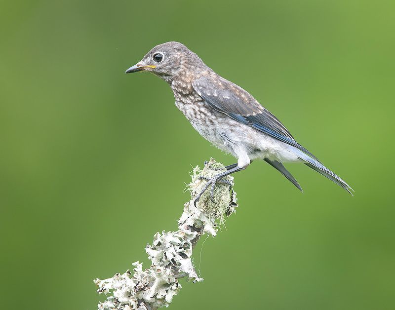 восточная сиалия, eastern bluebird,bluebird juvenile. Bluebird. Восточная сиалия. слеток фото превью