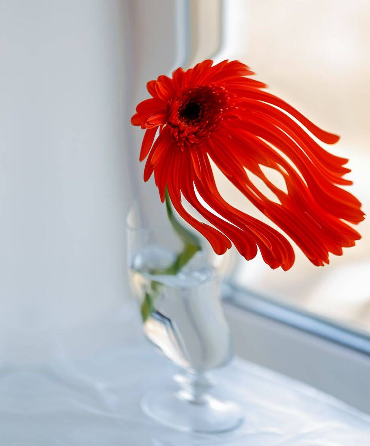 натюрморт, цветок, гравитация, Евгений Паршуков