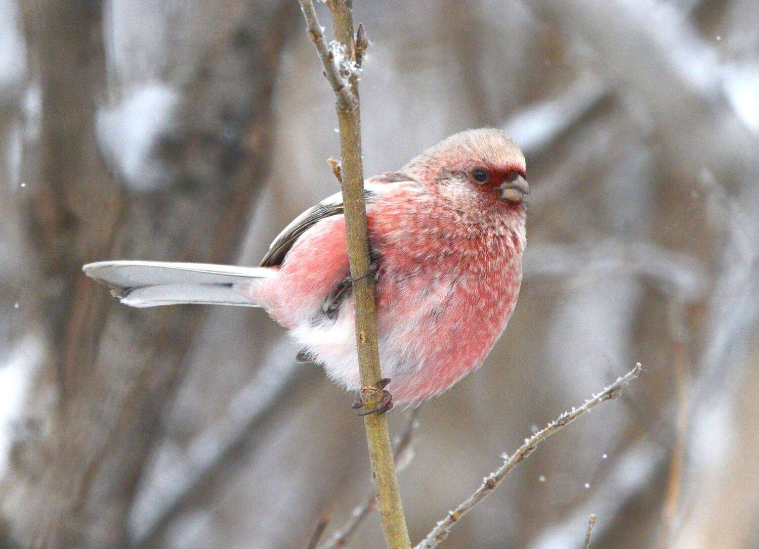 , Белоусов Михаил