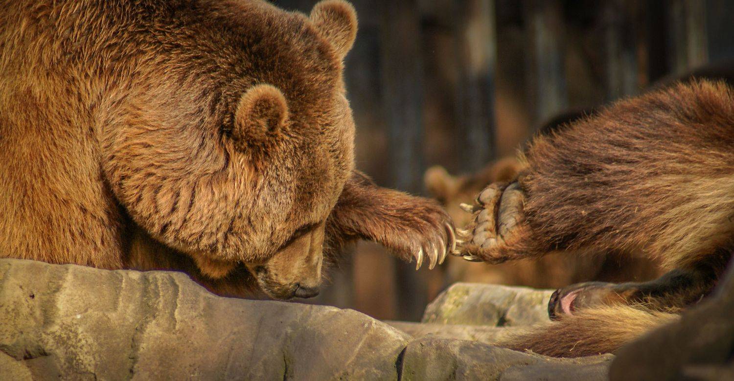 , Максимова Дария