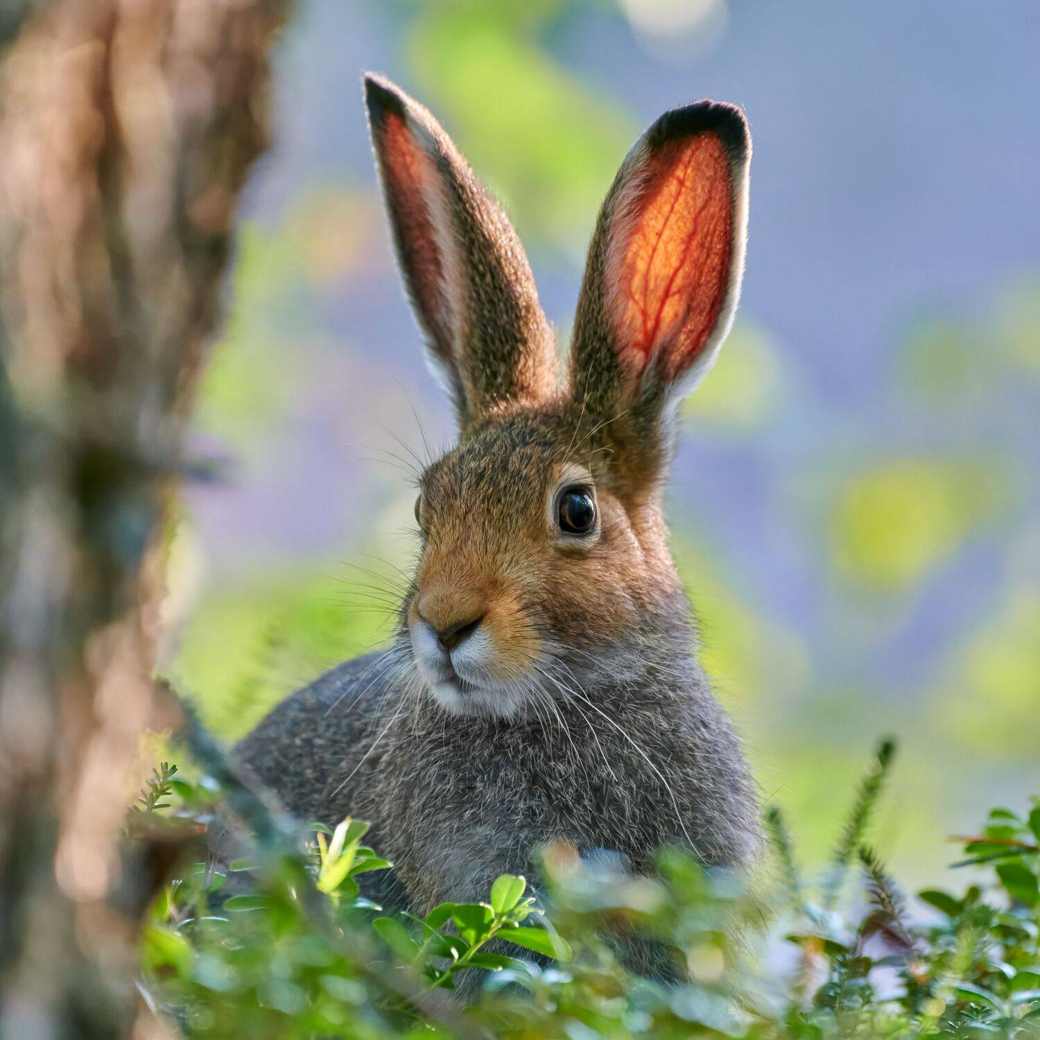 #animal #wildlife #nature #wildlife_photography, Александр Семенов