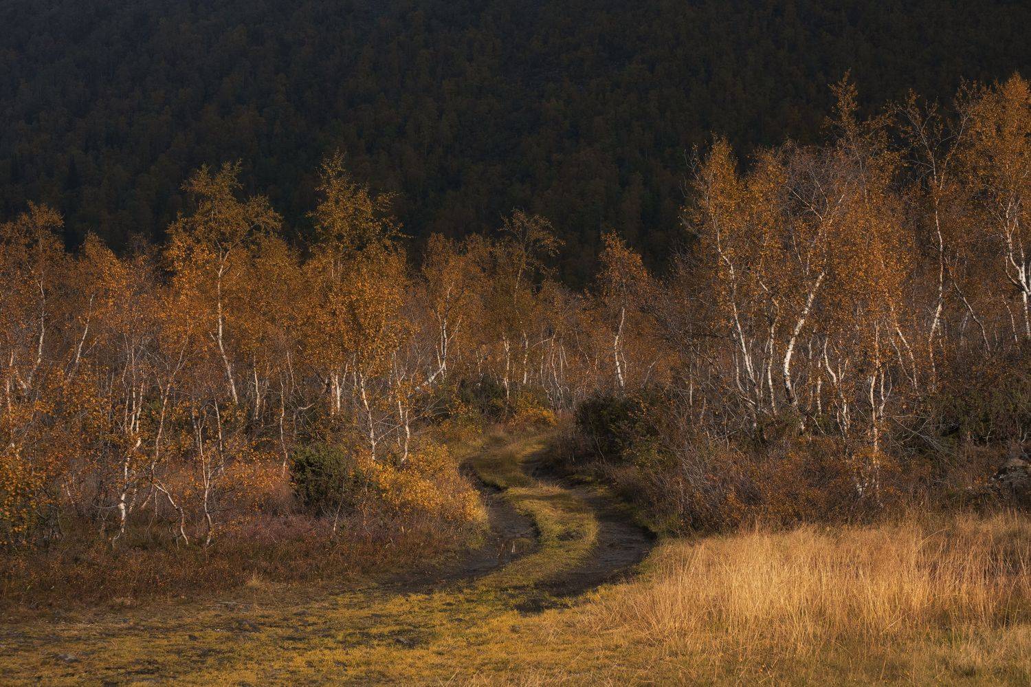 , Светлана Краюшкина