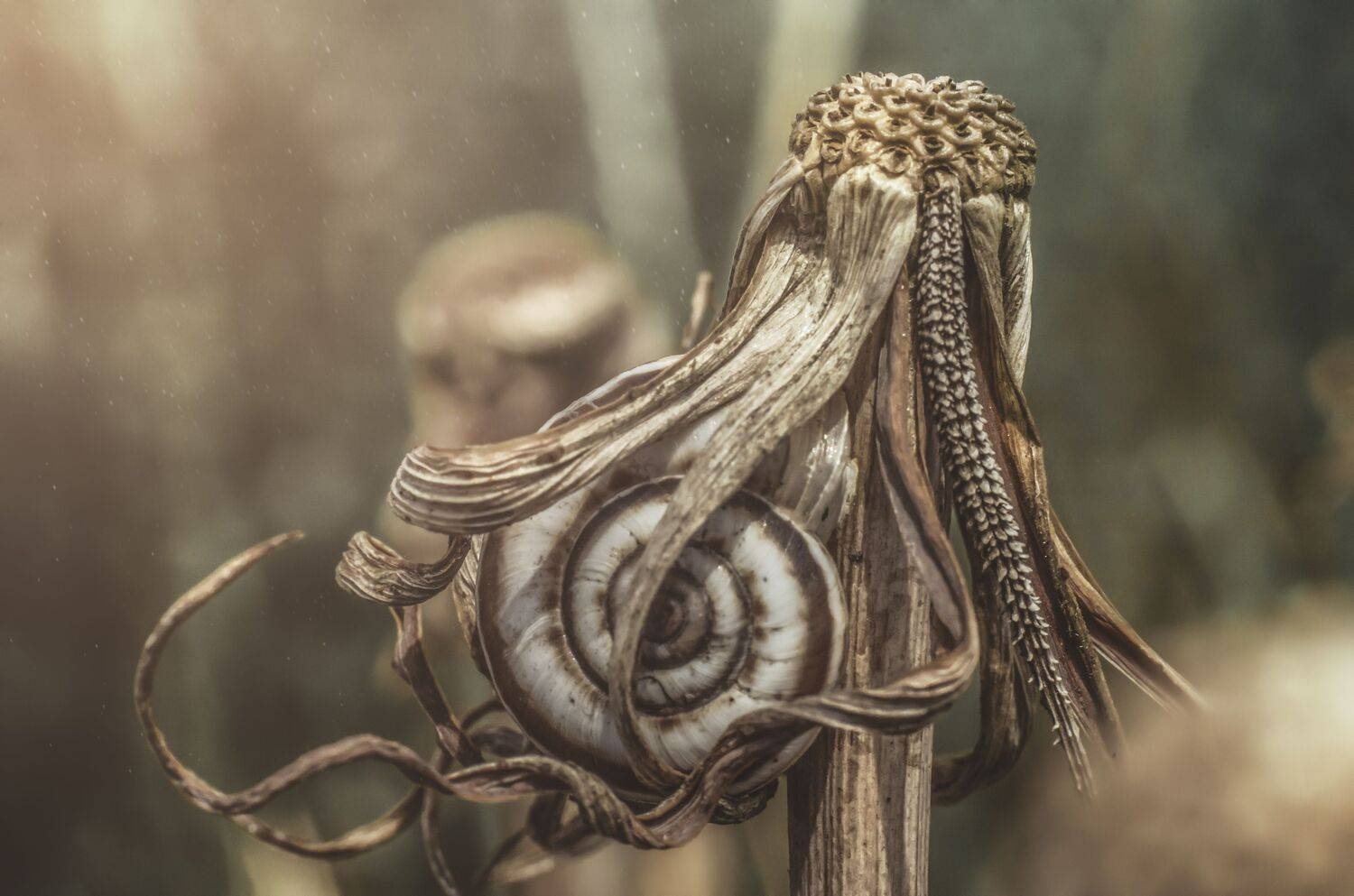 Макро, улитка, растения, природа, осень, Shadow Anna