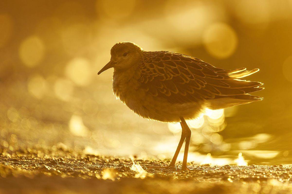 , Калинин Михаил