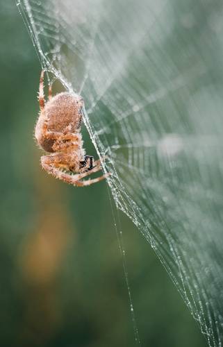 Осенняя ловушка.