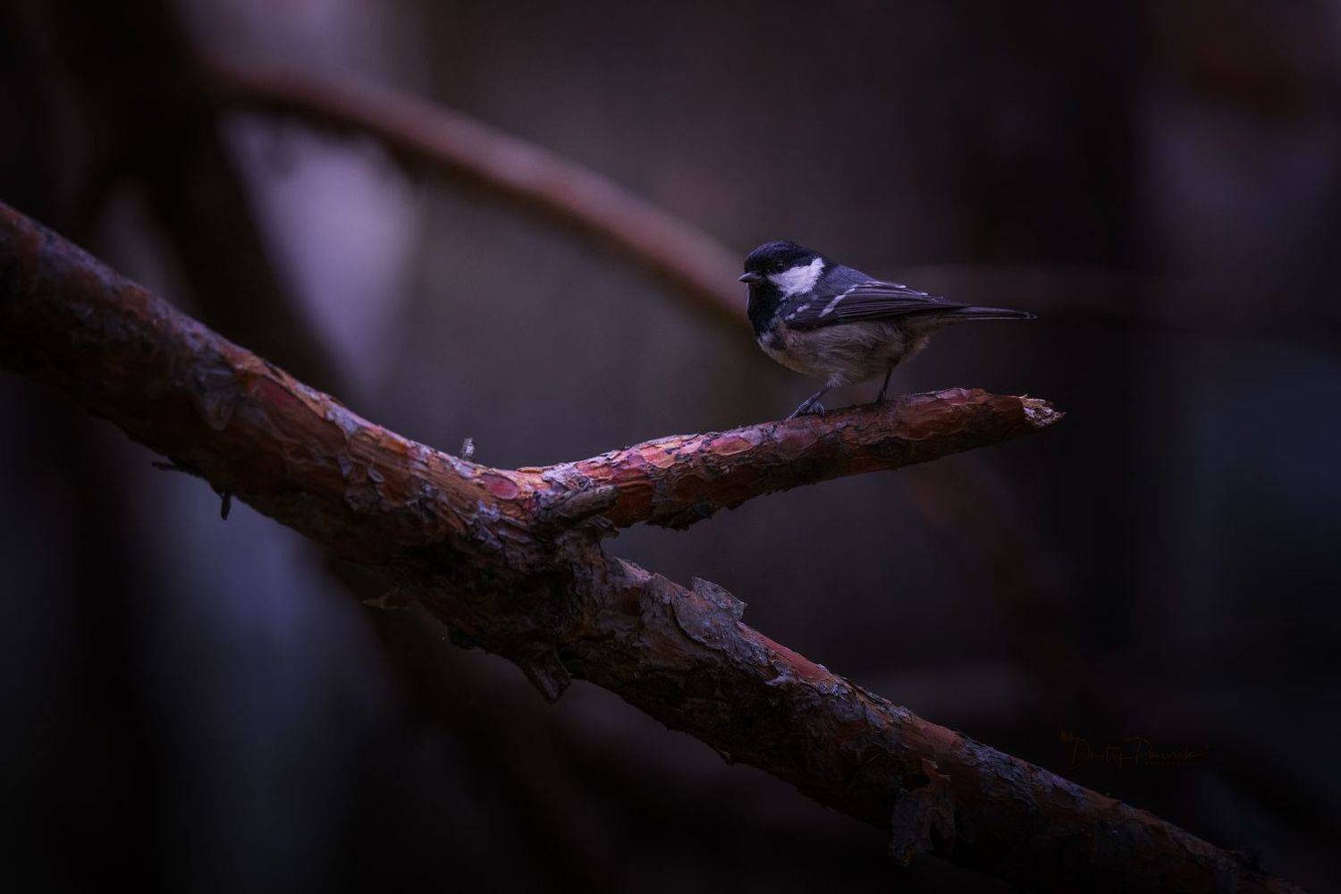 природа, лес, поля, огороды, животные, птицы, макро, Посевич Дмитрий