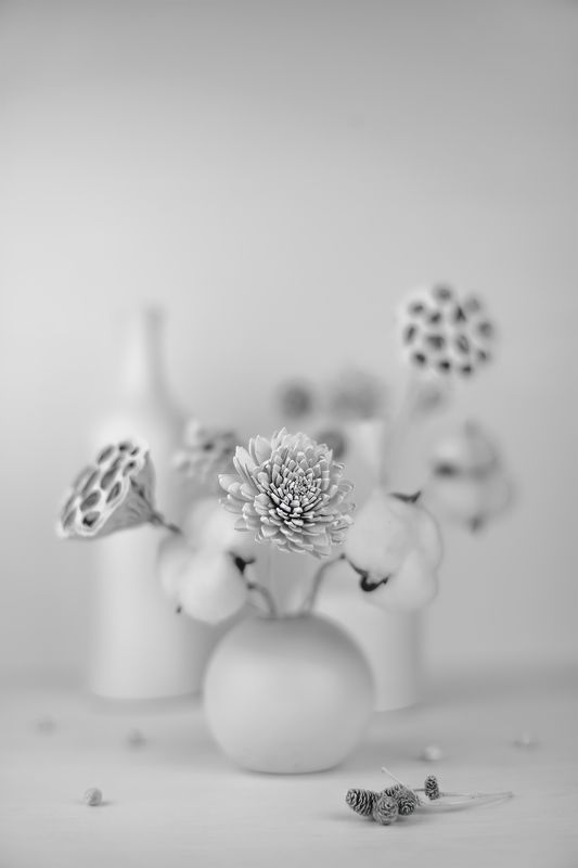 натюрморт, хлопок, лотос, ликвидамбар, сосновая шишка, маргаритка *** фото превью