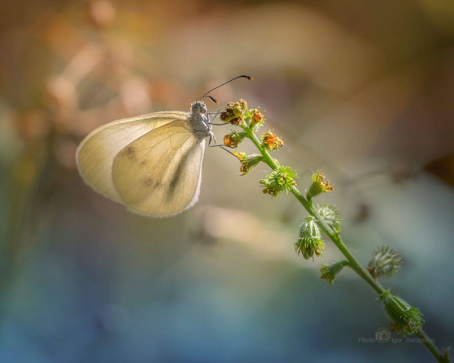 фотоохота, репешок обыкновенный, природа, позирование, необычное, насекомое, макро, крылья, крупный план, контровый свет, интересное, занимательный, белянка, бабочка, pieridae, kwanon photo,  butterflies, agrimonia eupatoria, Сарапулов Игорь