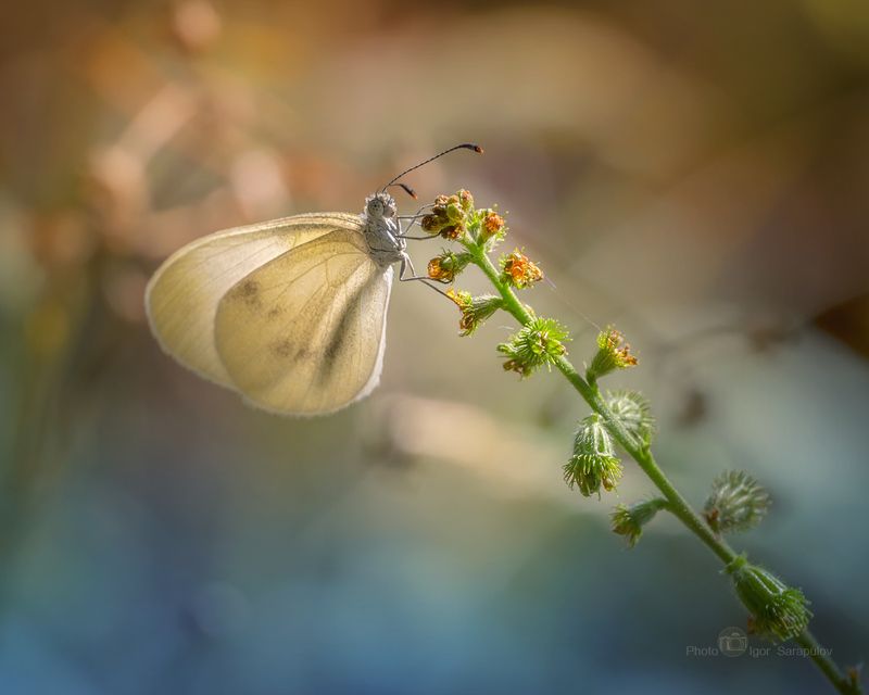 фотоохота, репешок обыкновенный, природа, позирование, необычное, насекомое, макро, крылья, крупный план, контровый свет, интересное, занимательный, белянка, бабочка, pieridae, kwanon photo,  butterflies, agrimonia eupatoria Pieridae фото превью