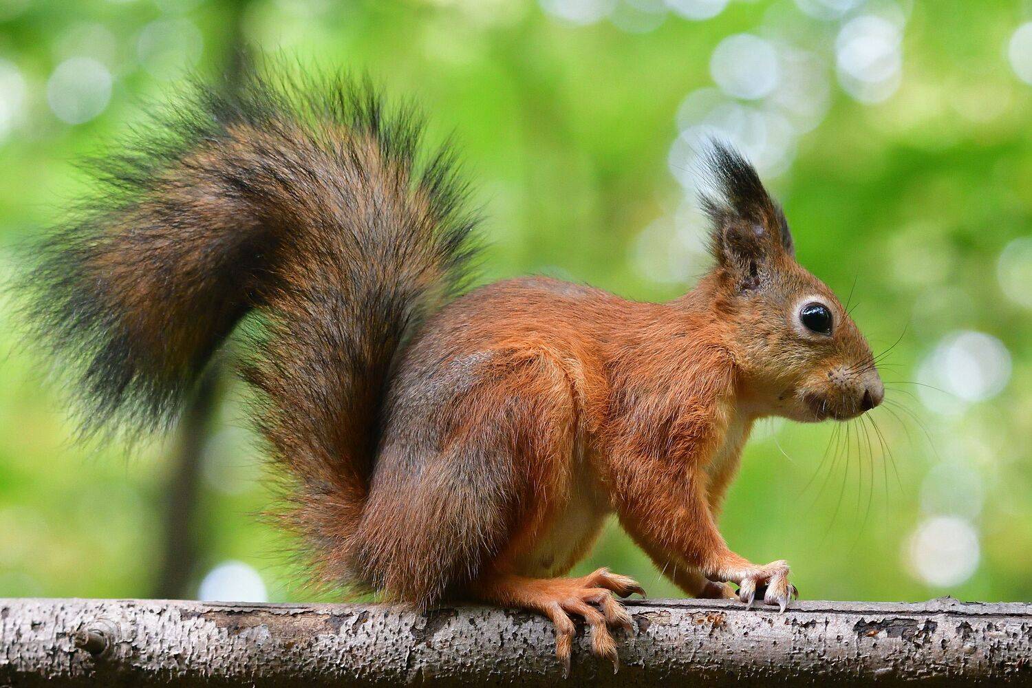 , Корнейчук Игорь