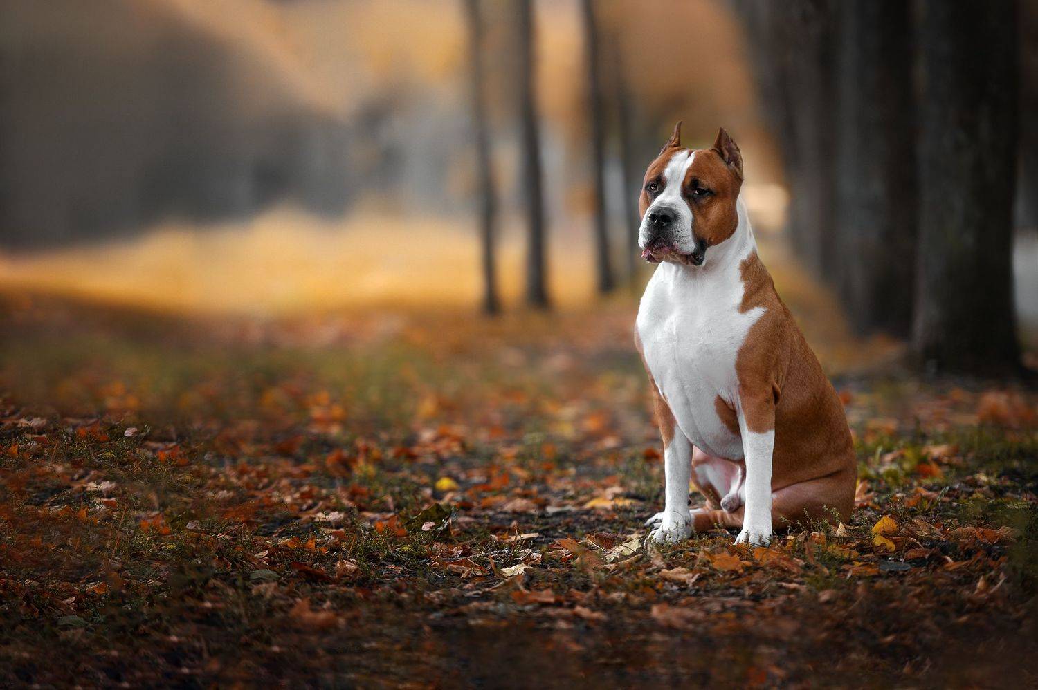 собаки домашние животные, Черняховский Виталий