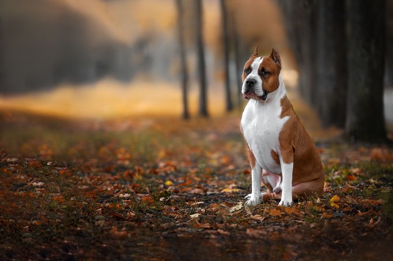 собаки домашние животные Стаффордширский Терьер фото превью