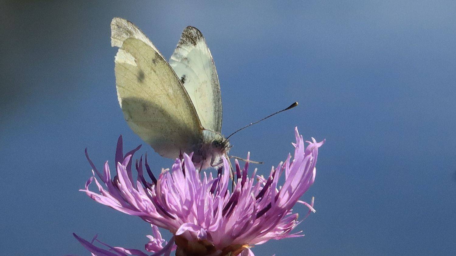 бабочка,цеток, Козлова Галина