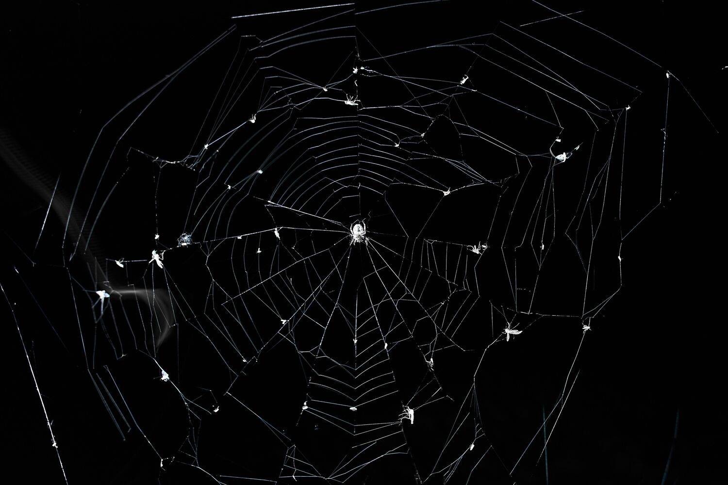 spider, volgograd, russia, wildlife, web, , Сторчилов Павел