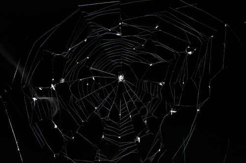 Spider in the dark