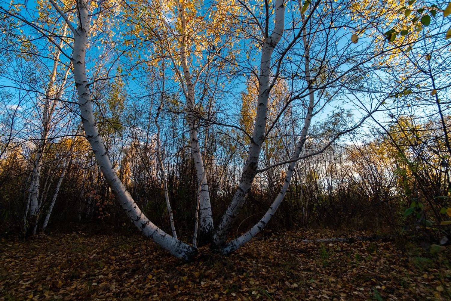 , Комеров Роман