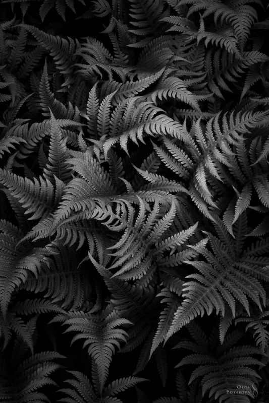 папоротник, чб, bw, узоры, орнамент, паттерн, fern texture, ленинградская область, карельский перешеек, текстуры тайги, природный орнамент, art of nature, капельки макро, капельки на листьях, water drops Чёрно-белые текстуры папоротников фото превью