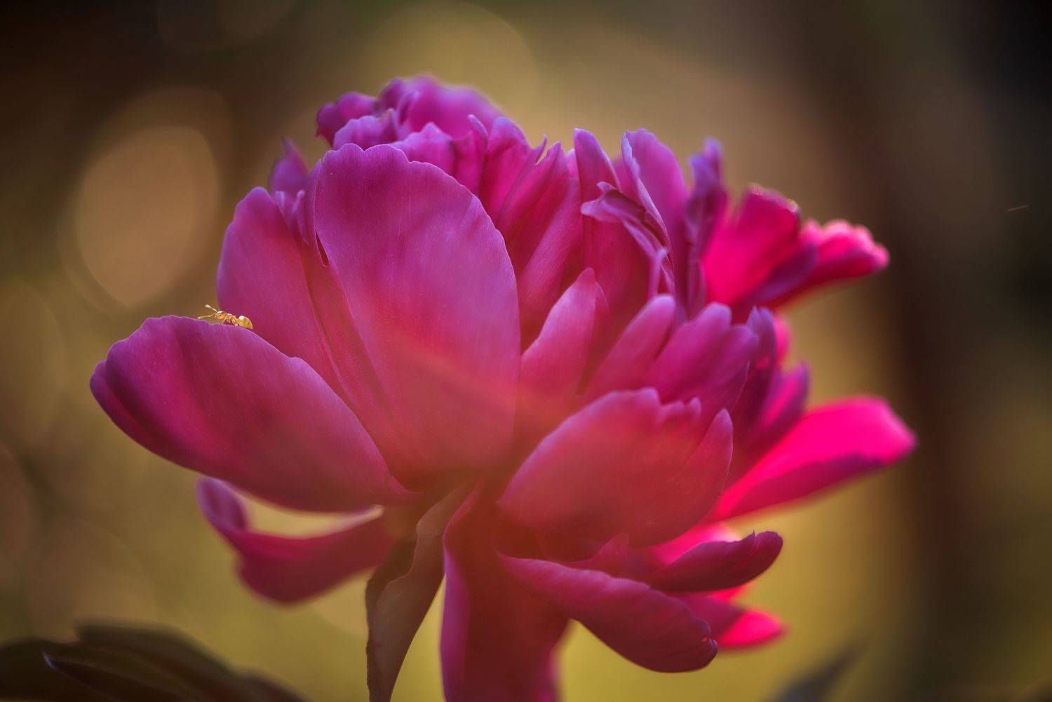 , Анастасия Думинская