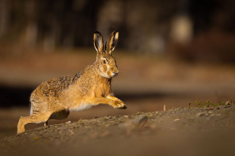 Hare фото превью