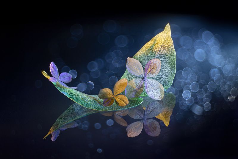 close-up, still life Dreaminess фото превью