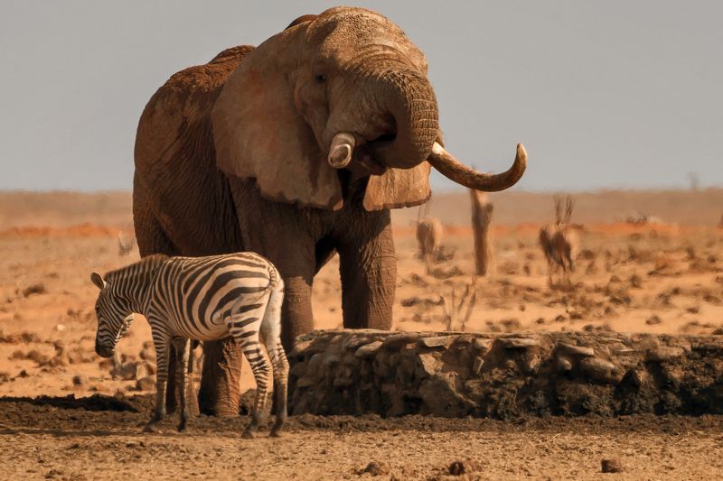 Хозяин фото превью