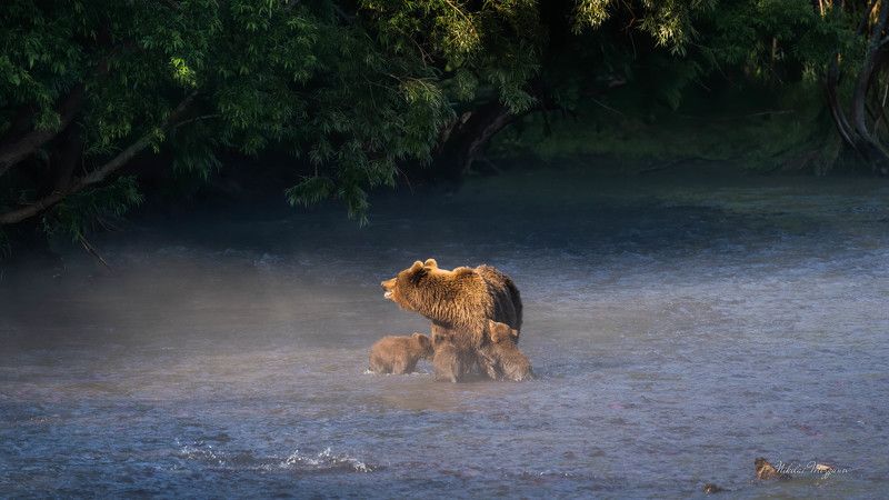 Медведи Камчатки 8 фото превью