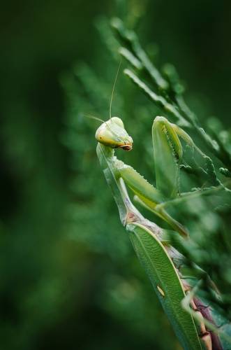 Осенняя принцесса.