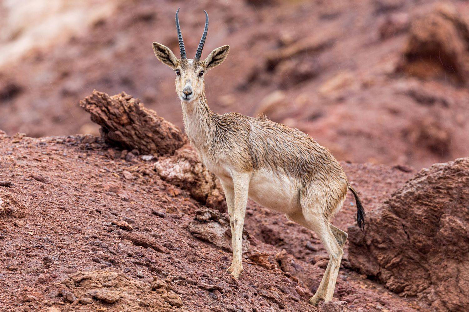 , Игорь Калинин