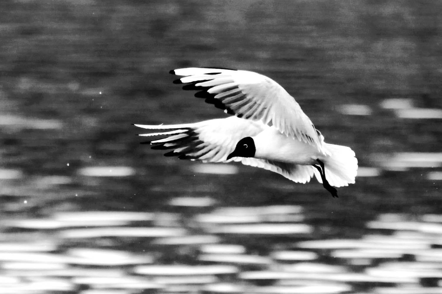 , mehdi karimi souderjani