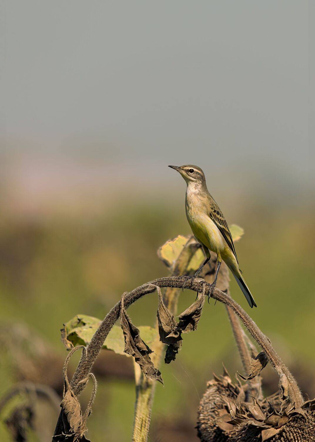 жёлтая трясогузка, Алексей Рыльский