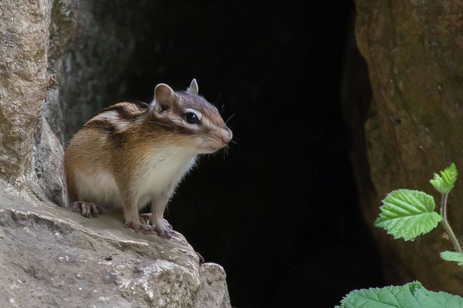 бурундук, дом, камни, Наталия Сытина